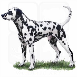 Dalmatian illustration