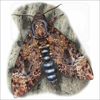 Greater Death's Head Hawkmoth illustration