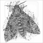 Great Death's Head Hawkmoth illustration