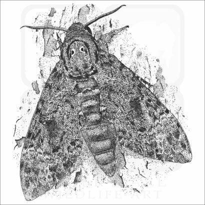 Great Death's Head Hawkmoth illustration