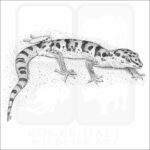 Western Banded Gecko