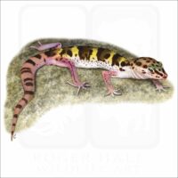 Western Banded Gecko illustration