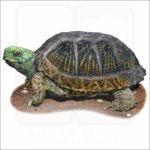 Desert Box Turtle illustration
