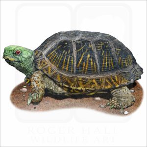 Desert Box Turtle illustration