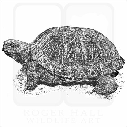 Desert Box Turtle