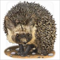 Desert Hedgehog illustration
