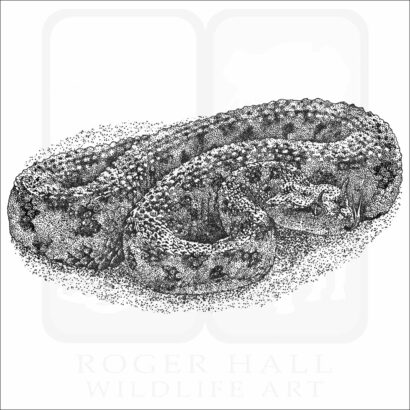 Desert Horned Viper