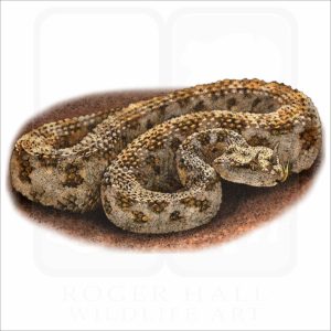 Desert Horned Viper illustration