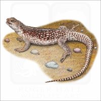 Desert Iguana illustration