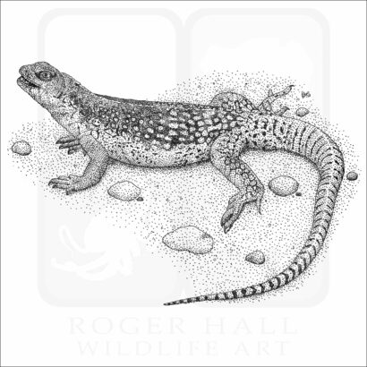 Desert Iguana