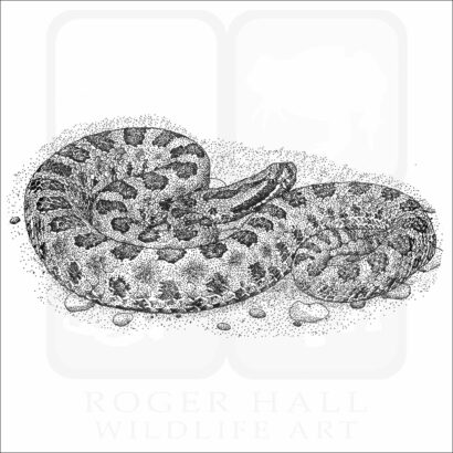Desert Massasauga