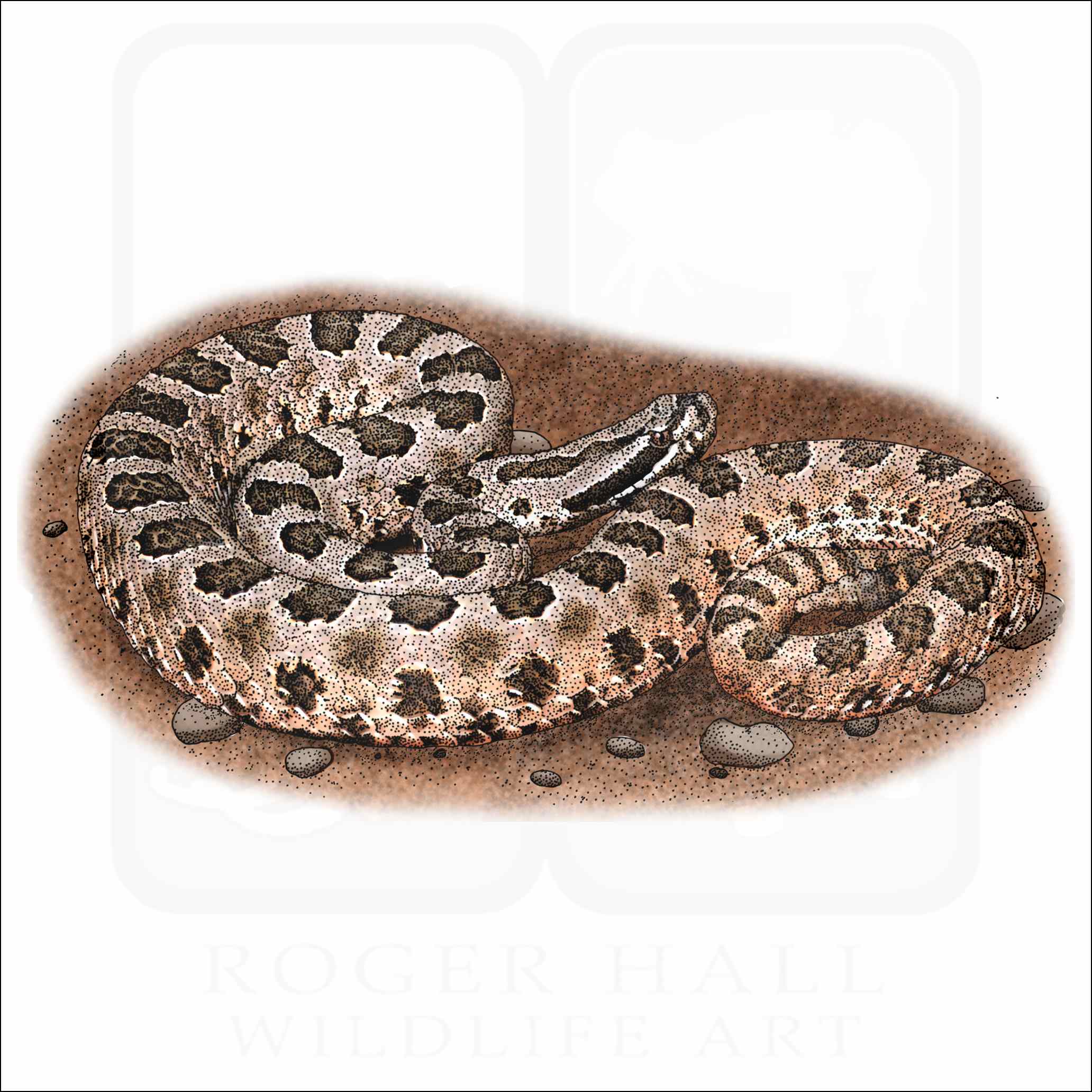 Desert Massasauga Desert Massasauga illustration