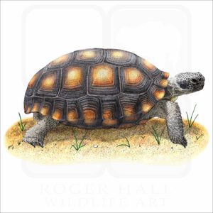 Desert Tortoise illustration