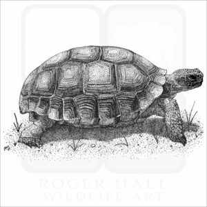 Desert Tortoise