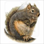 Douglas Squirrel illustration