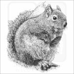 Douglas Squirrel