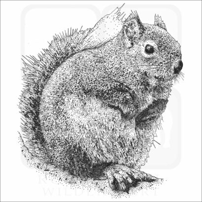 Douglas Squirrel