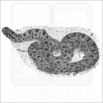 Dusky Pygmy Rattlesnake