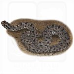 Dusky Pygmy Rattlesnake illustration