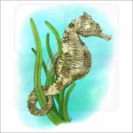 Dwarf Seahorse Illustration