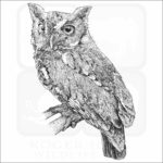 Eastern Screech Owl - Signed Fine Art Print - Image 2