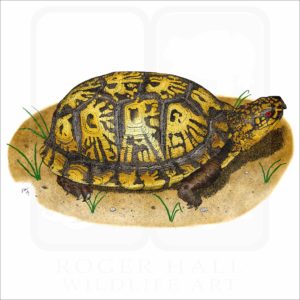 Eastern Box Turtle illustration