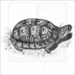 Eastern Box Turtle