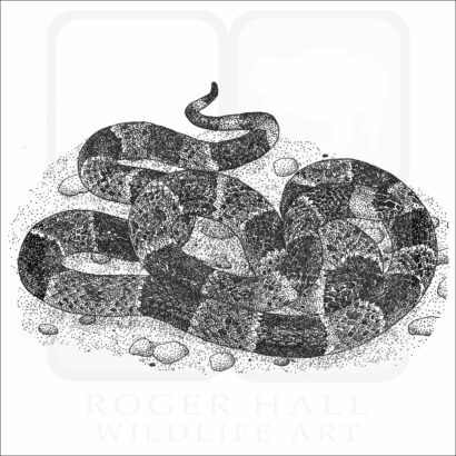 Eastern Coral Snake