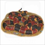 Eastern Coral Snake illustration