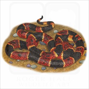 Eastern Coral Snake illustration