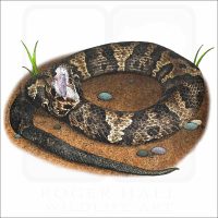 Cottonmouth stock image