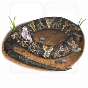 Cottonmouth stock image