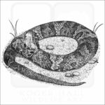 Cottonmouth