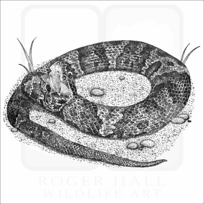 Cottonmouth