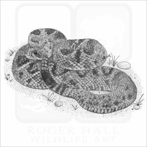 Eastern Diamondback Rattlesnake
