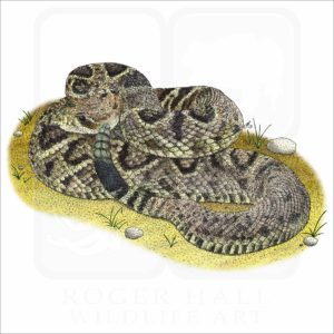 Eastern Diamondback Rattlesnake illustration