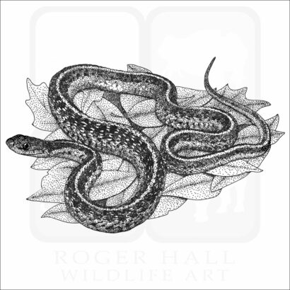 Common Garter Snake