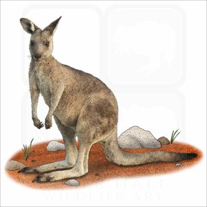 Eastern Gray Kangaroo illustration