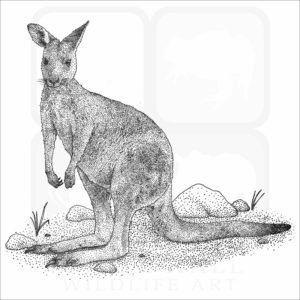 Eastern Gray Kangaroo
