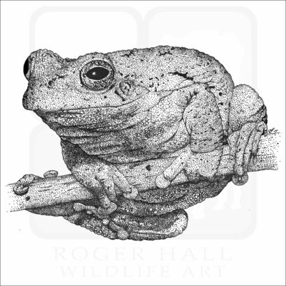 Eastern Gray Tree Frog