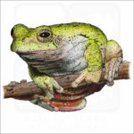 Eastern Gray Tree Frog illustration