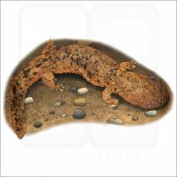 Eastern Hellbender illustration