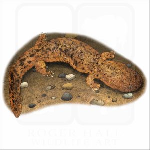 Eastern Hellbender illustration