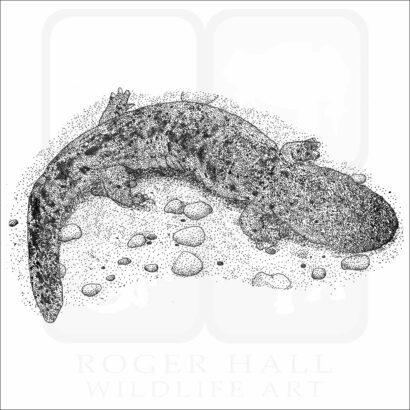 Eastern Hellbender