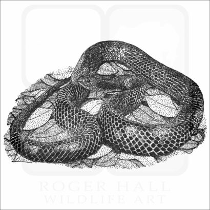 Eastern Indigo Snake