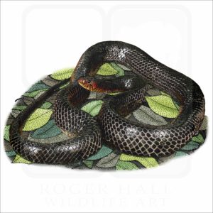 Eastern Indigo Snake illustration