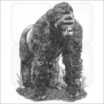 Eastern Lowland Gorilla