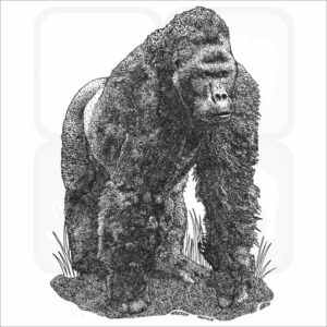 Eastern Lowland Gorilla