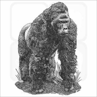 Eastern Lowland Gorilla