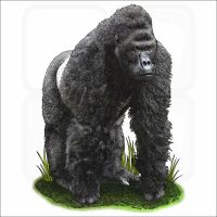 Eastern Lowland Gorilla illustration